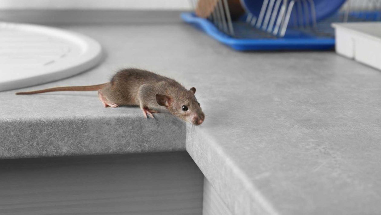 ratten