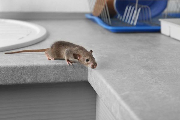ratten